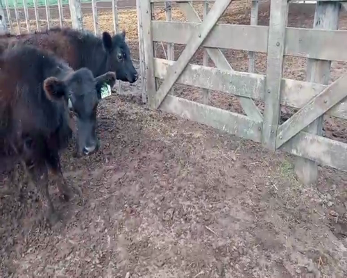 Lote 21 Terneras en Salazar, Buenos Aires