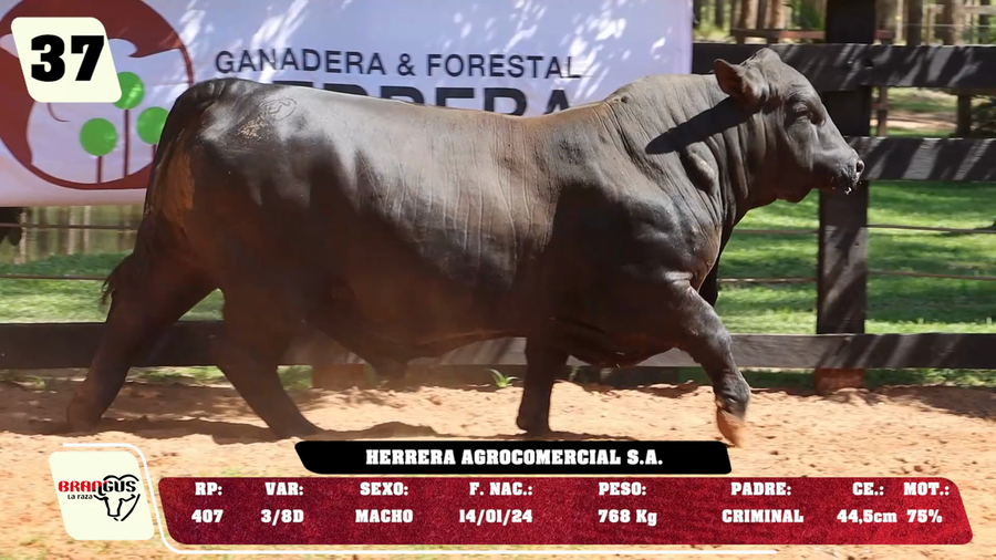 Lote LOTE 37 - DE CAMPO