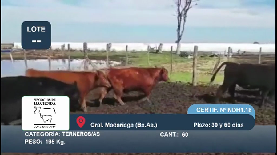 Lote 60 Terneros/as en Buenos Aires, Gral. Madariaga