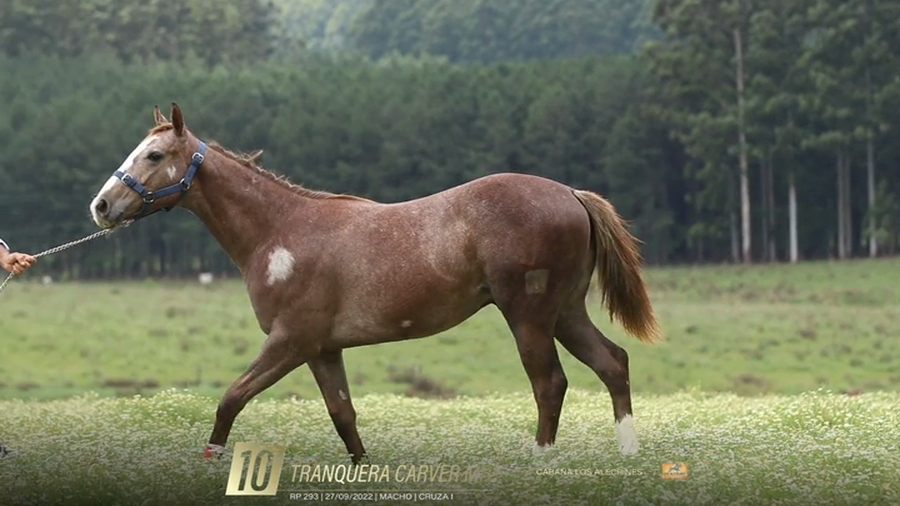 Lote Yeguarizos a remate en 6° Remate Especial de Velocidad, Montevideo