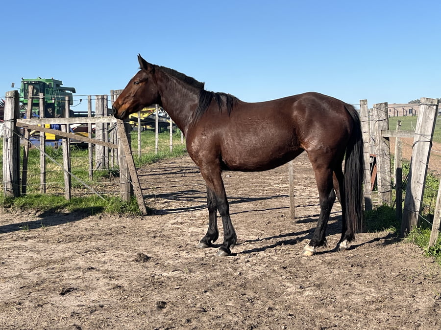 Lote CIRUELA D RAMON