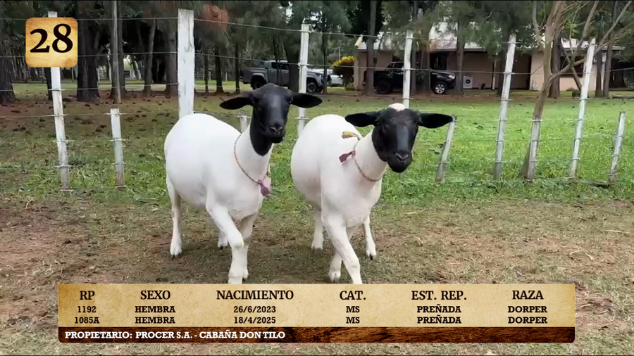 Lote LOTE 28