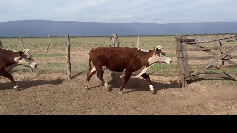 Lote 30 Vacas Preñadas
