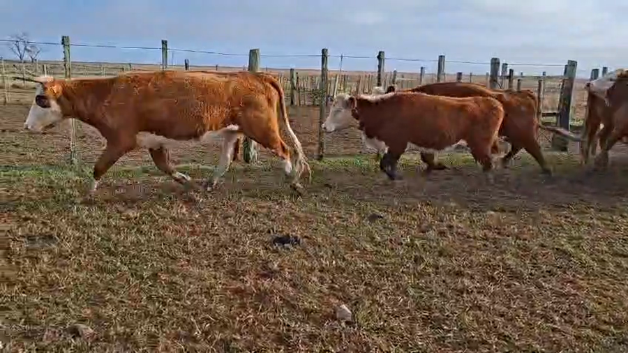 Lote VACAS INVERNAR