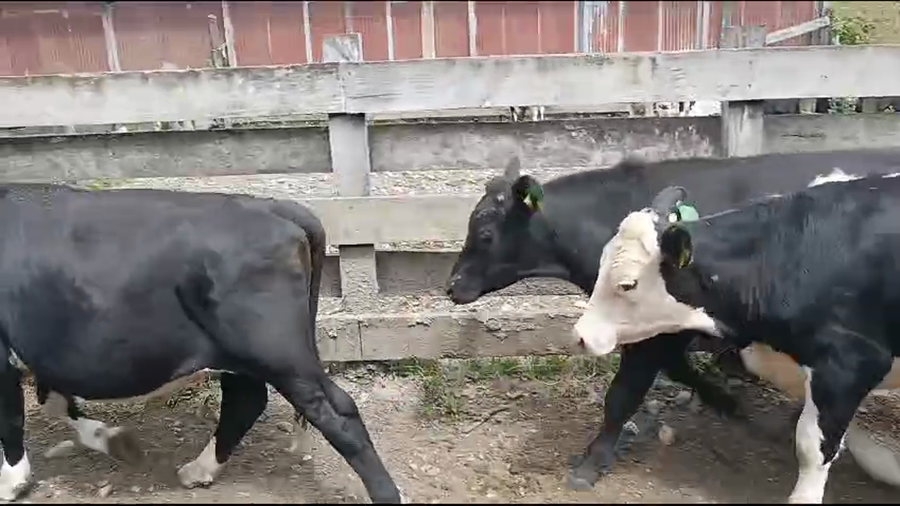 Lote 11 Novillo Engorda en Mariquina, XIV Región Los Ríos