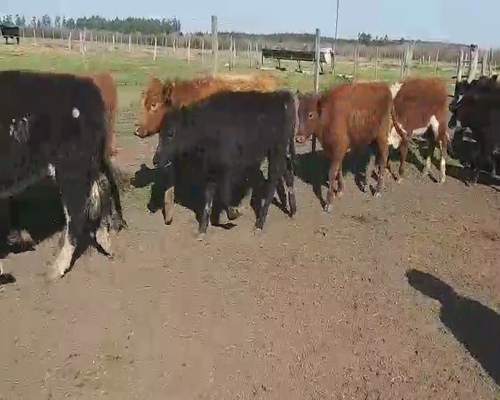 Lote 120 Terneros/as en Villaguay, Entre Ríos