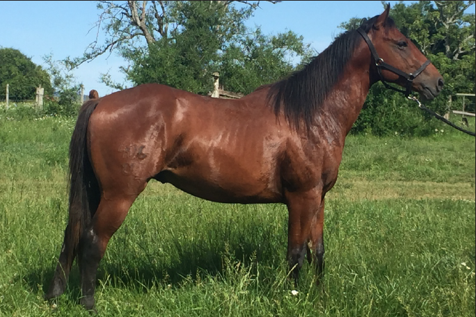 Lote CANDIDATO DEL STOLI LORENCITA