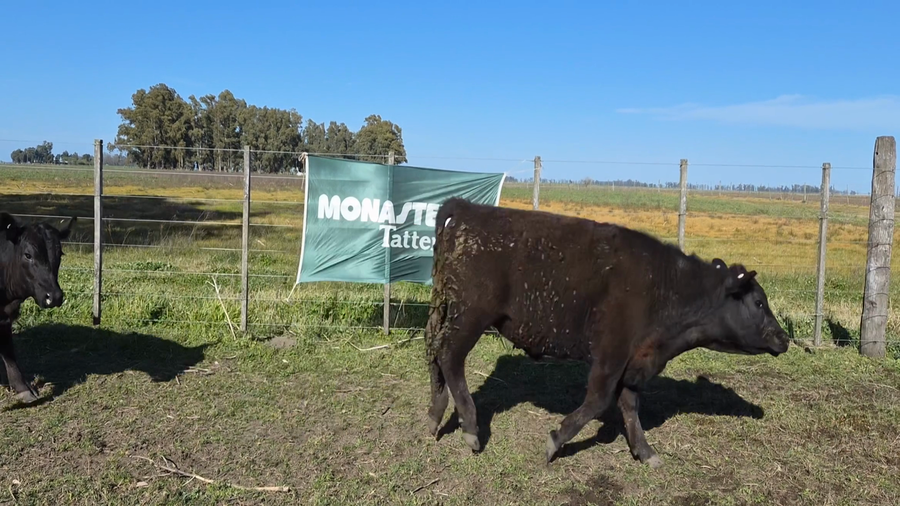Lote 43 Novillitos