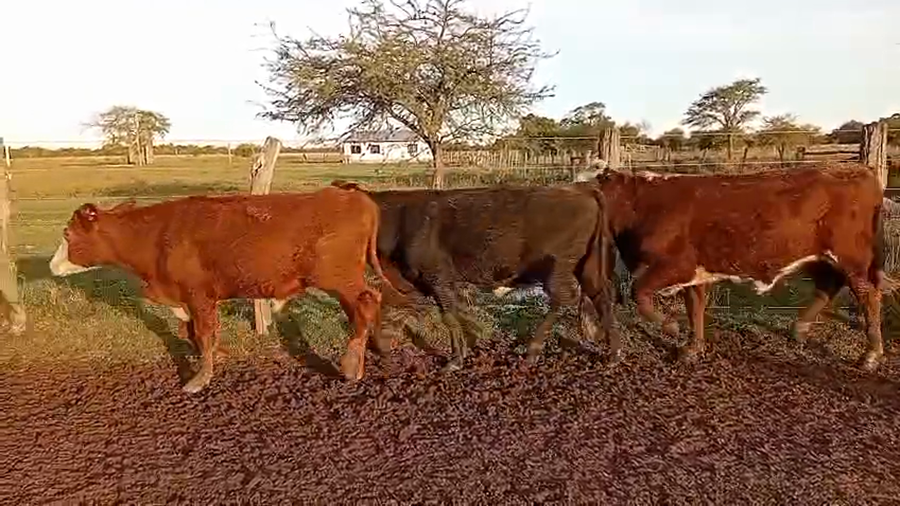 Lote 60 Novillitos en Corrientes, San Lorenzo