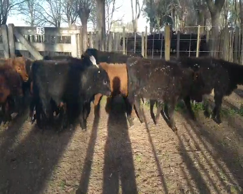 Lote 36 Terneros en Gral. Lamadrid, Buenos Aires