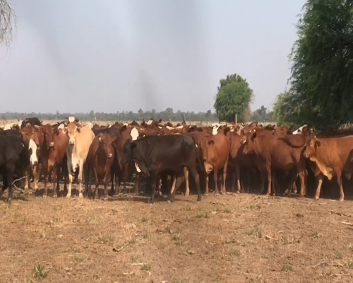 Lote 60 Novillos en Las Lomitas, Formosa
