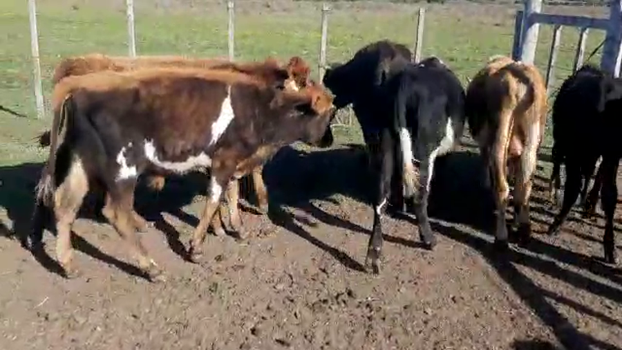 Lote 7 Terneros cruza Jersey