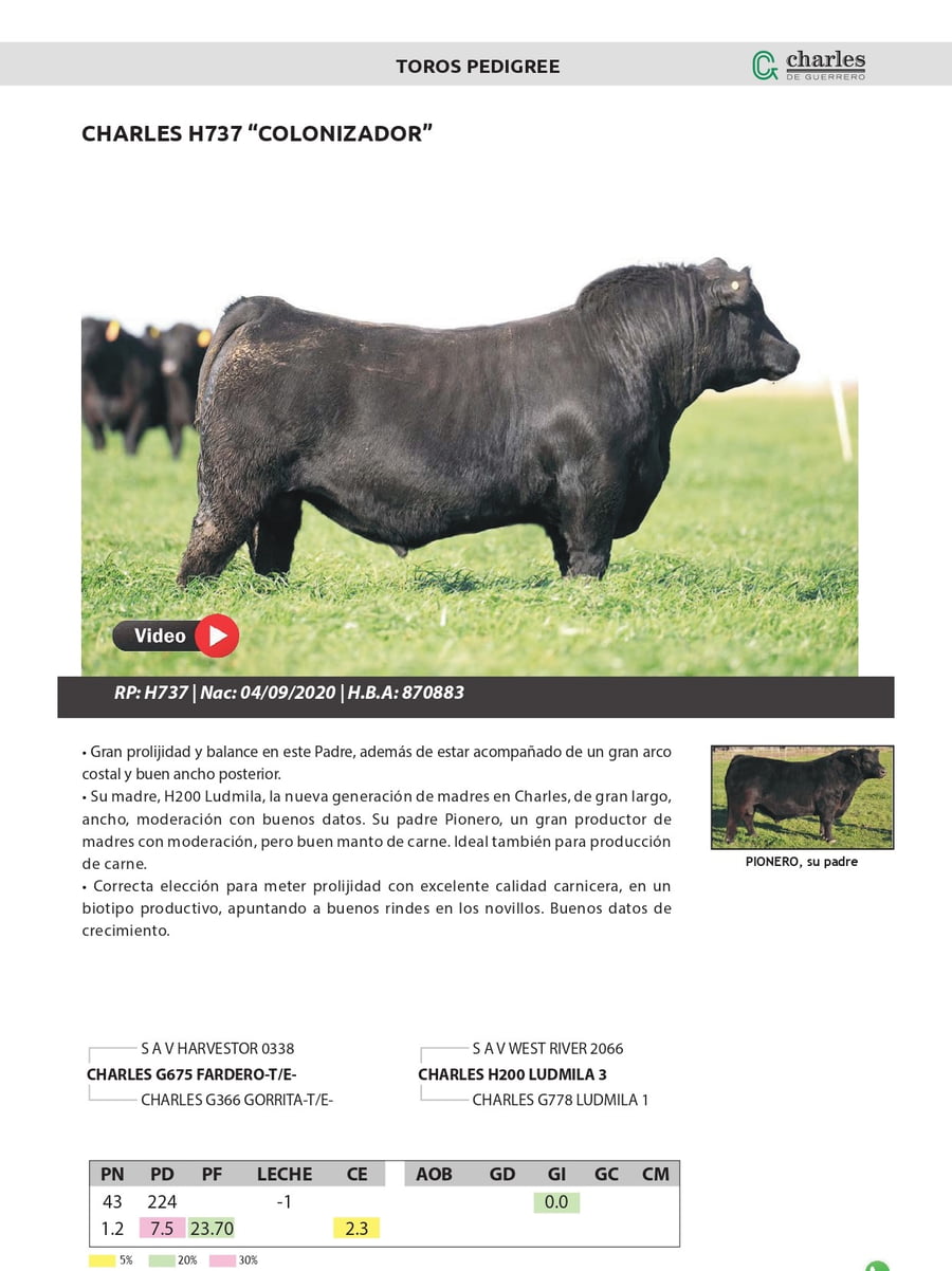 Lote TOROS PEDIGREE