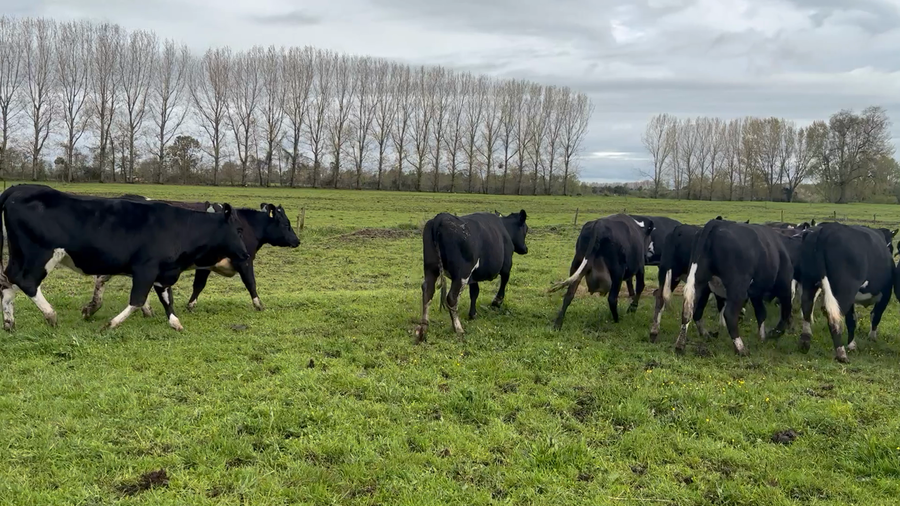 Lote 45 Vaquilla Gorda en Río Bueno, XIV Región Los Ríos