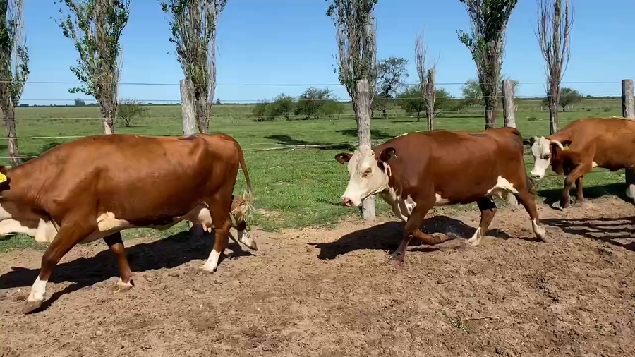 Lote 35 Vacas nuevas C/ cria en Esquina, Corrientes