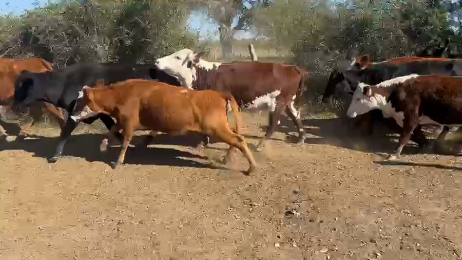 Lote 90 Vacas de invernar