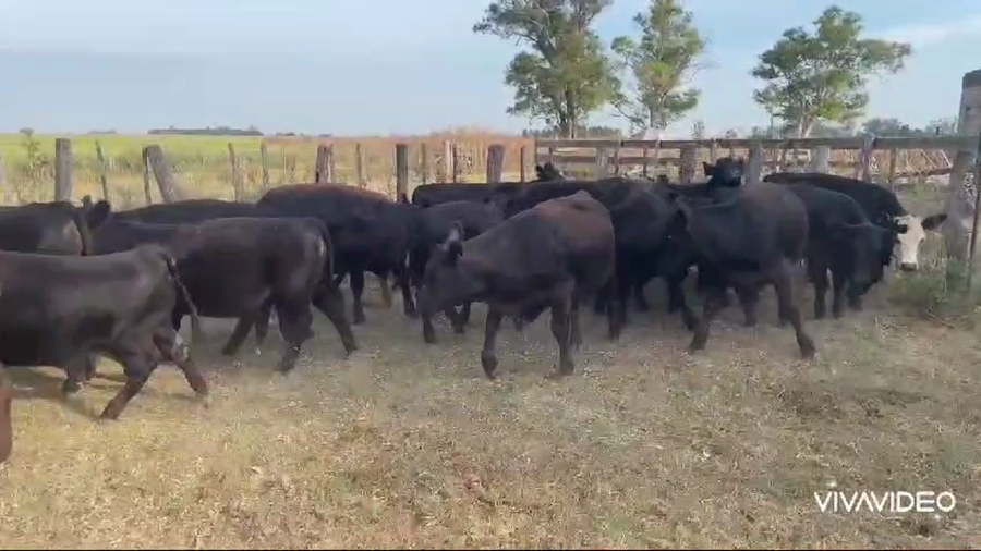 Lote 20 Novillitos y vaquillonas en Gral. Paz, Buenos Aires