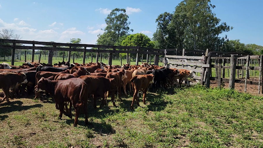 Lote 80 Terneros/as en Lomas de Vallejos, Corrientes