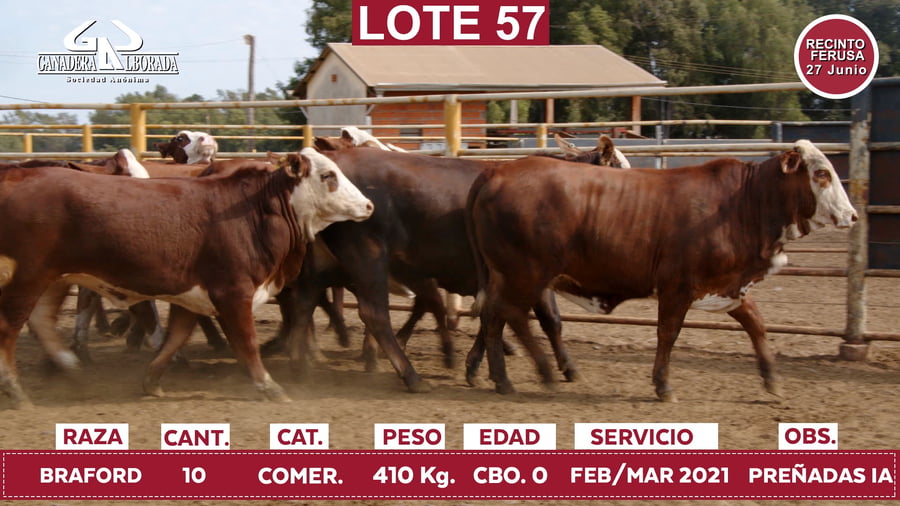 Lote Reproductores de Alborada - Lote 57