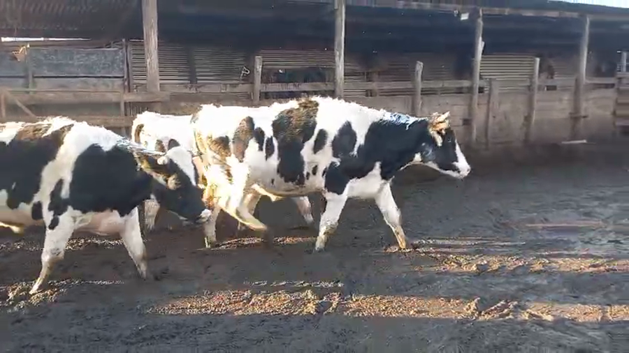 Lote 40 Novillo Gordo en Cabrero, VIII Región Biobío
