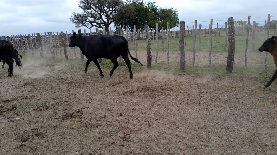 Lote 9 Vacas C/ cria Brangus en Helvecia, Santa Fe