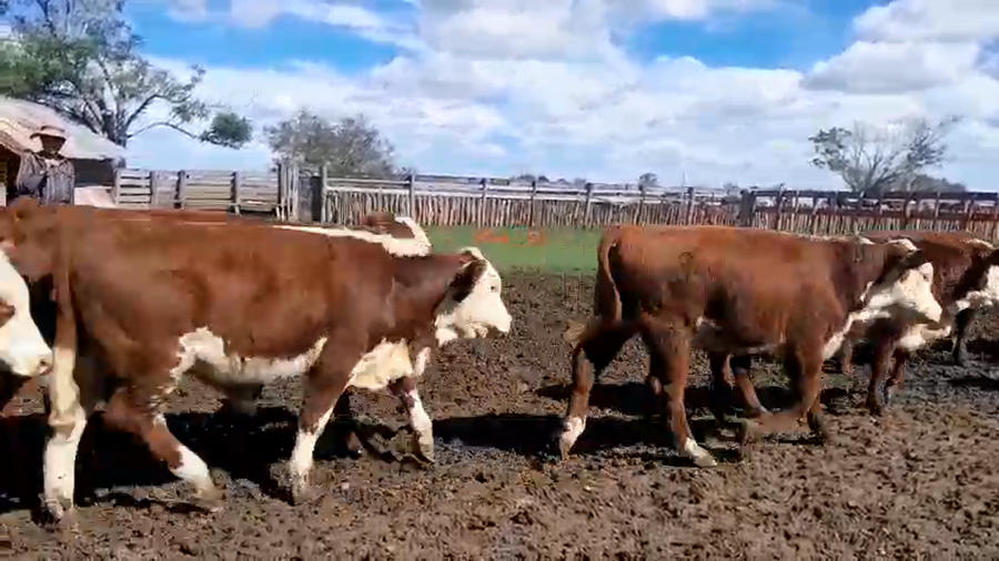 Lote 27 Terneros en Corrientes, Curuzú-Cuatiá