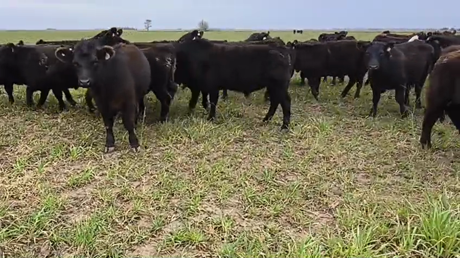 Lote 50 Novillitos