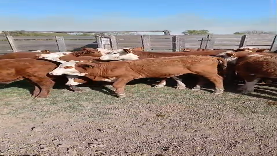 Lote 40 Terneros/as en Santa Fe, Campo Andino