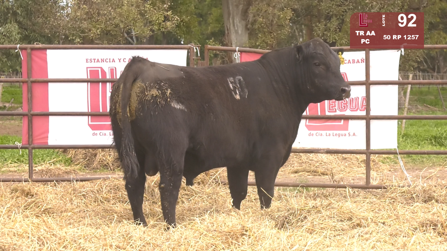 Lote TOROS ANGUS NEGROS  PC