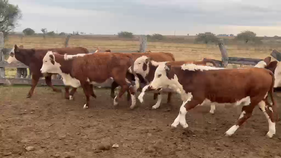 Lote 98 Terneros/as en Corrientes, Curuzu Cuatia