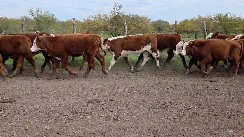 Lote 45 Terneros en Corrientes, Curuzu Cuatia