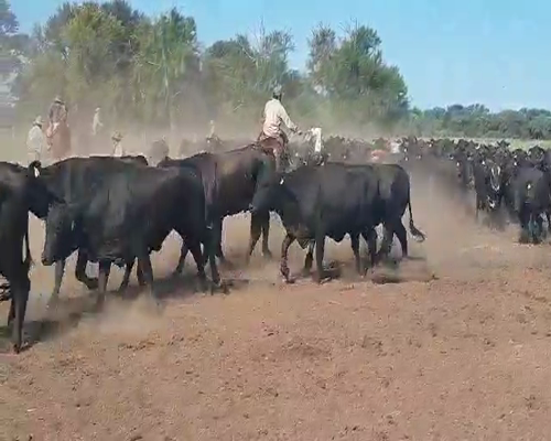 Lote 140 Vacas en Gral. Pinero, Chaco