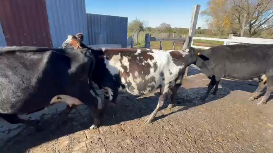 Lote 3 Vacas de Invernada a remate en Pantalla Camy en Colonia Fernandez Crespo