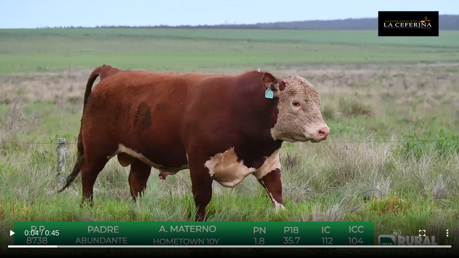 Lote Polled Hereford de La Ceferina