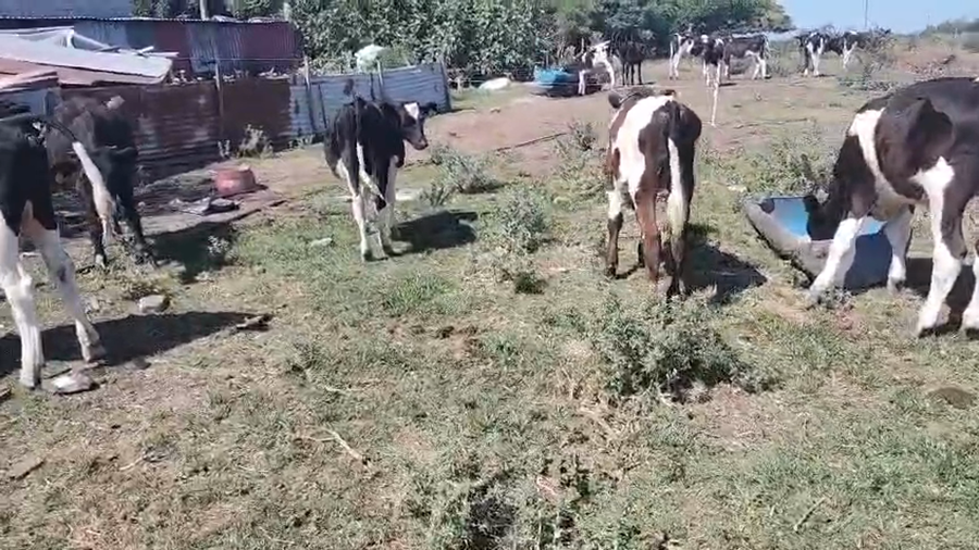 Lote 7 Terneros, San José