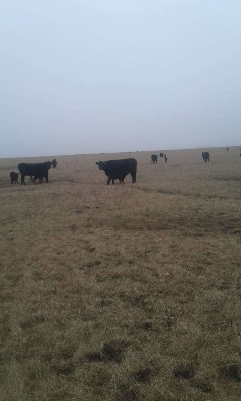 Lote 70 Terneros en Gral. Lamadrid, Buenos Aires