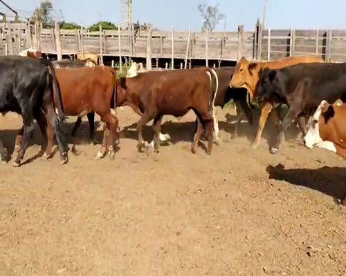 Lote 80 Novillitos en Tintina, Santiago del Estero