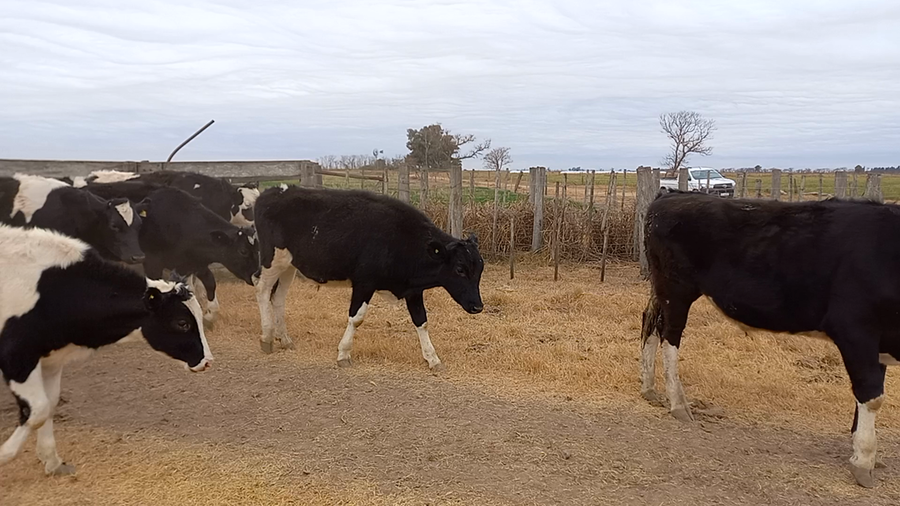 Lote 30 Novillitos Holando Argentino en Porteña , Córdoba