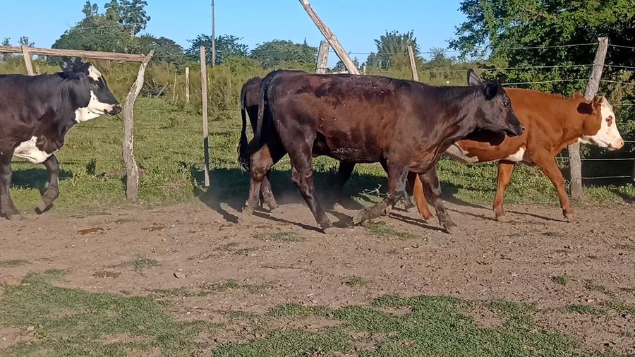 Lote 8 Novillitos y vaquillonas en Corrientes, Curuzu Cuatia