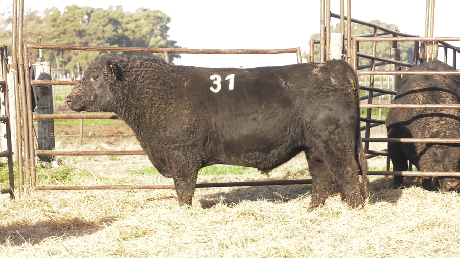 Lote TOROS ANGUS NEGROS  PC