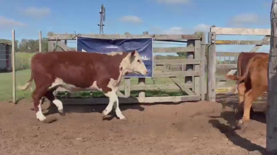 Lote 70 TERNS MACHOS, GUAMINI, PCIA. DE BS. AS.