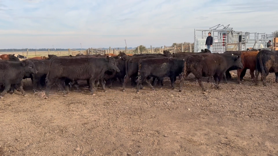 Lote 41 Terneras