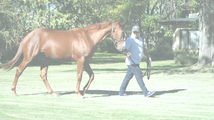 Lote ETERNO WIN (GERSHWIN -  ETIQUETADA por  HALO SUNSHINE)