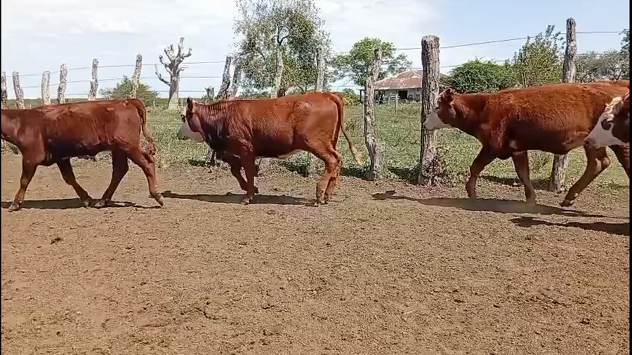 Lote 120 Terneras