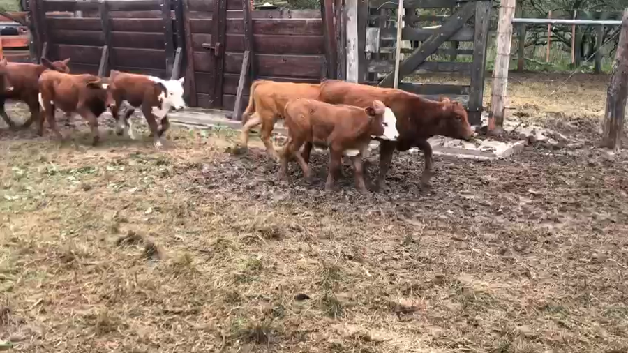 Lote 80 Terneros/as en Victoria, Entre Ríos