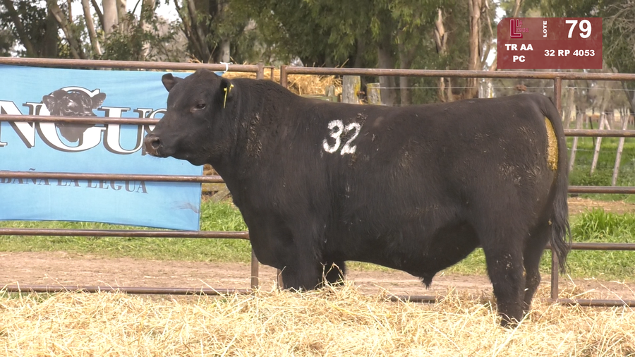 Lote TOROS ANGUS NEGROS  PC