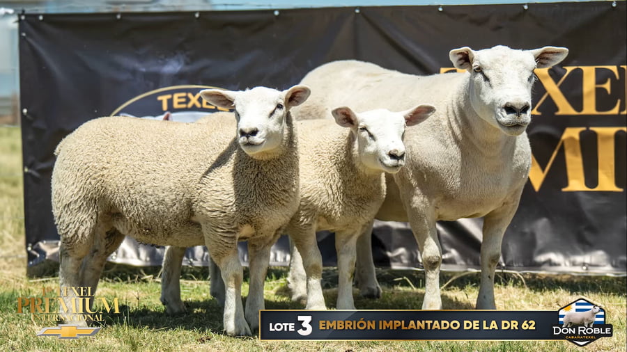 Lote EMBRION IMPLANTADO DE LA DR 62