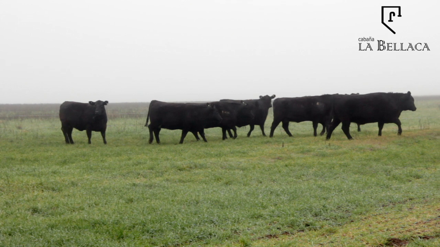 Lote VAQUILLONAS GENERALES - LA BELLACA