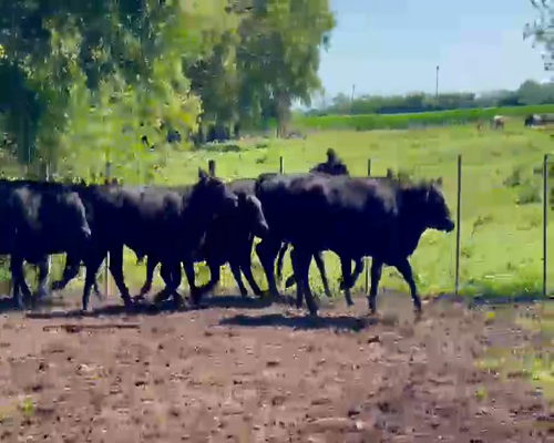 Lote 40 NOVILLITOS DE 390 KG, ANGUS NEGRO, SAN ANTONIO DE ARECO,