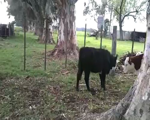 Lote 25 Terneros/as en Gral. Las Heras, Buenos Aires